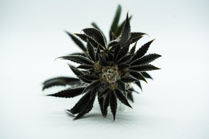 Cannabis Oil VS Dry Flower (Hawaiian Haze): Comparing CBDs Many Forms