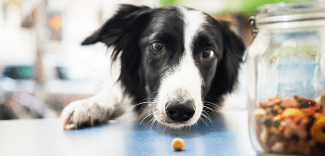 Why A Dog Nutrition In A Well Balanced Diet Is Critical