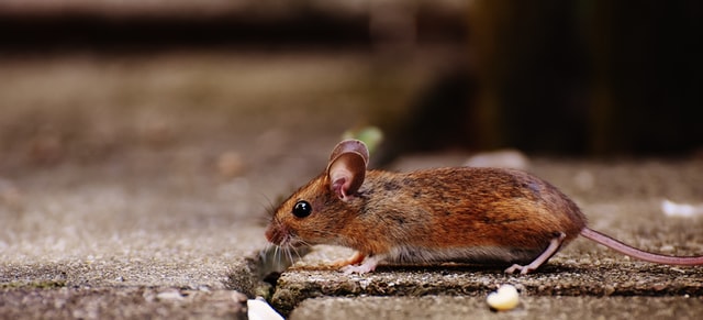 Tips for Preventing Rodent Problem