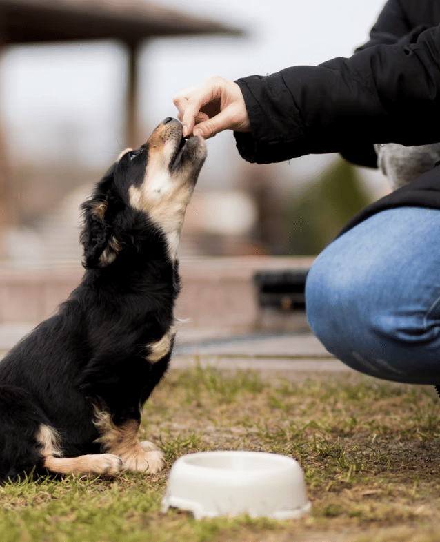 The 4 Best Tips for Feeding Your Dog Correctly